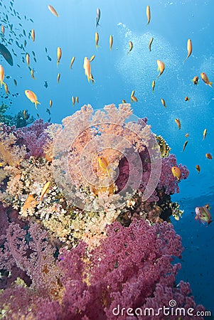 Vibrant tropical orange and pink soft coral. Stock Photo