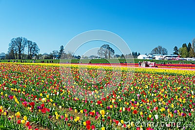 Vibrant Tulip Farm Editorial Stock Photo