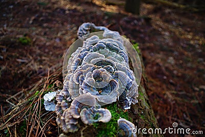 Vibrant Turkey Tail Mushrooms Stock Photo