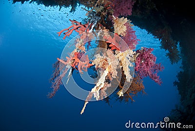 Vibrant underwater tropical coral reef scene. Stock Photo