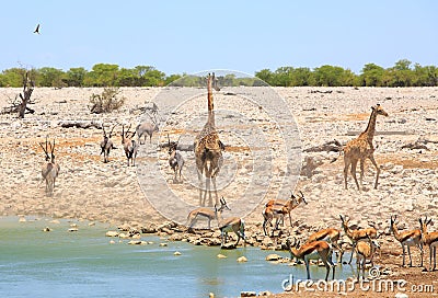 Vibrant waterhole with giraffe, springbok and Oryx against a small dust storm Stock Photo