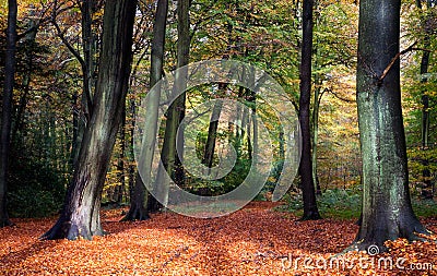 Vibrant woodland scene in autumn Stock Photo