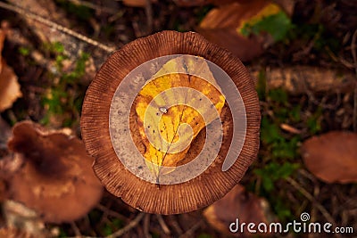 Vibrant yellow autumn leaf rests atop a brown mushroom, surrounded by speckled leaves Stock Photo