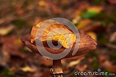 Vibrant yellow autumn leaf rests atop a brown mushroom, surrounded by speckled leaves Stock Photo