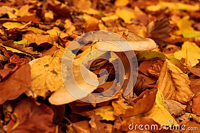 Vibrant yellow autumn leaves atop brown mushrooms surrounded by speckled leaves Stock Photo