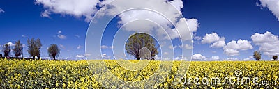 Vibrant Yellow Field Stock Photo