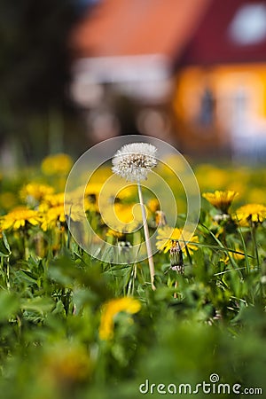 Vibrant yellow field of dandelions basking in the sunshine on a sunny summer day Stock Photo