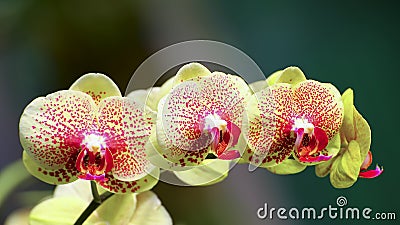 Vibrant yellow orchids Stock Photo