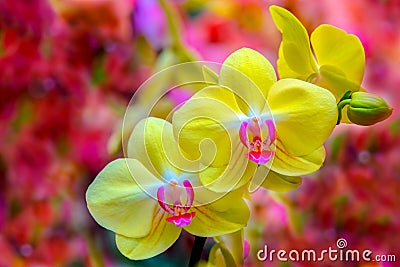 Vibrant yellow phalaenopsis blume pink orchids with abstract background Stock Photo