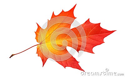 Vibrant yellow and red maple tree autumn leaf isolated on white. Generative AI realistic illustration Cartoon Illustration