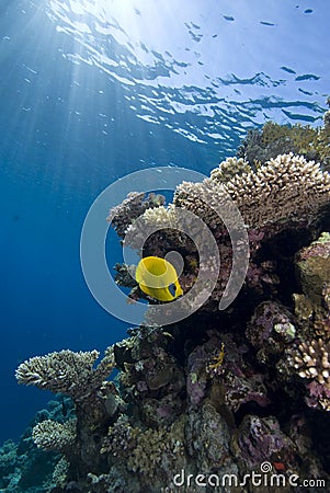 Vibrant yellow tropical fish Stock Photo