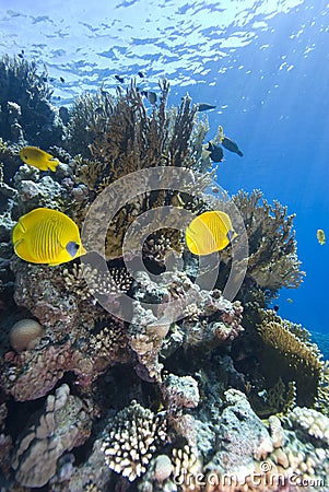 Vibrant yellow tropical fish Stock Photo