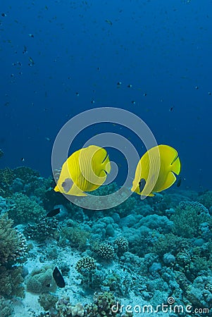 Vibrant yellow tropical fish Stock Photo