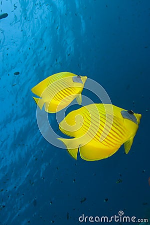 Vibrant yellow tropical fish Stock Photo