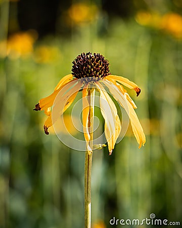 Vibrant yellow yellow coneflower flower blooms in a picturesque field Stock Photo