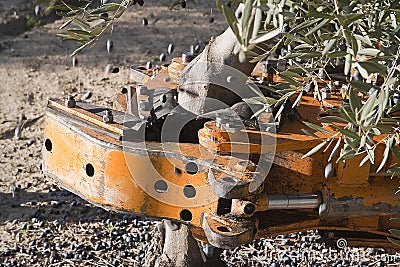 Vibrating machine in an olive tree Stock Photo