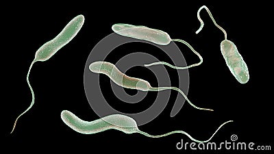 Vibrio cholerae bacteria, 3D illustration Cartoon Illustration