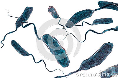 Vibrio cholerae bacteria Cartoon Illustration