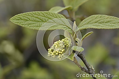 Viburnum Alleghany Stock Photo