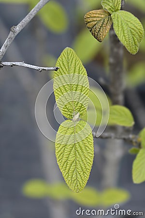 Viburnum Alleghany Stock Photo