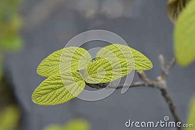 Viburnum Alleghany Stock Photo