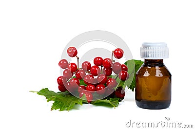 Viburnum berries elixir in small glass bottle Stock Photo