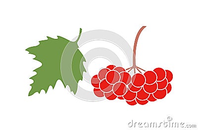 Viburnum berries set. Isolated viburnum on white background Vector Illustration