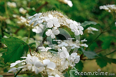 Viburnum blooms. Viburnum branches with white flowers. Green spring and summer background Stock Photo