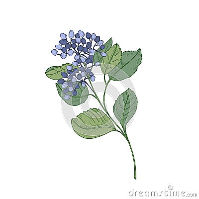 Viburnum branch with blue berries and green leaves isolated on white background. Natural drawing of part of beautiful Vector Illustration