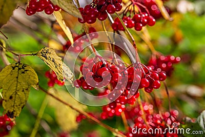 Viburnum branches with red berries on a gray autumn blurred background Stock Photo