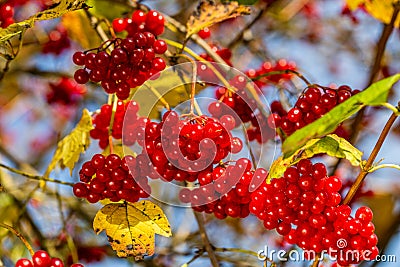 Viburnum branches with red berries on a gray autumn blurred background Stock Photo