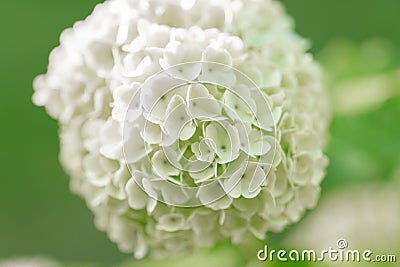 Viburnum buldenezh. White flowering shrubs.White flower of Viburnum.White balls of viburnum bush.Beautiful floral Stock Photo