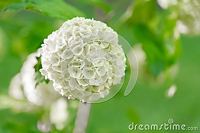 Viburnum buldenezh.White pompoms flowers in spring blurred garden. White flowering shrubs.White flower of Viburnum.White Stock Photo