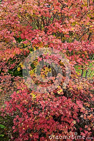 Viburnum bush in autumn colors Stock Photo