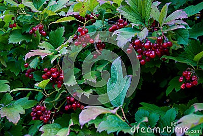 Viburnum bush in autumn Stock Photo