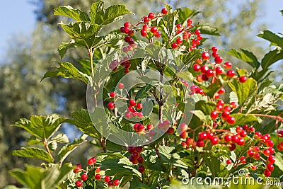 Viburnum bush blooms and gives berries in the sun in the summer in the spring in the autumn Stock Photo