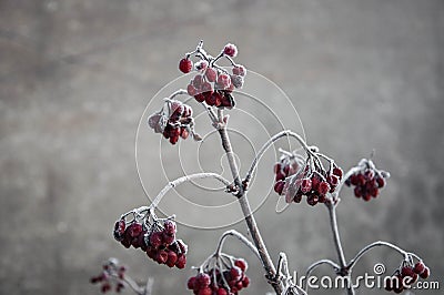 Viburnum bush with red berries covered with frost Stock Photo