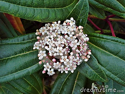 Viburnum Davidii Flowers Stock Photo