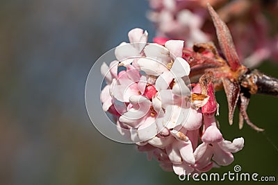 Viburnum, Viburnum farreri Stock Photo