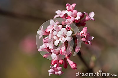 Viburnum, Viburnum farreri Stock Photo