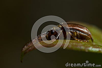 Viburnum leaf beetle, Pyrrhalta viburni Stock Photo