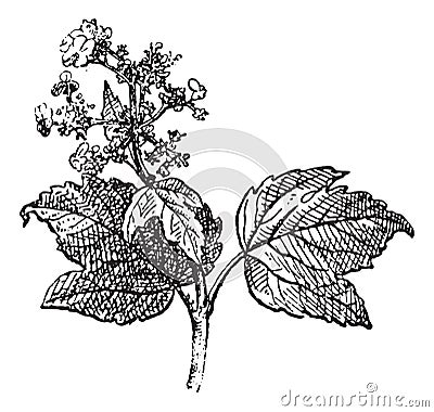 Viburnum opulus or Guelder rose, vintage engraving Vector Illustration