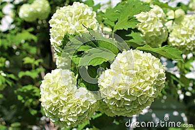 Viburnum Opulus, Roseum, white Snowball in blossom Stock Photo