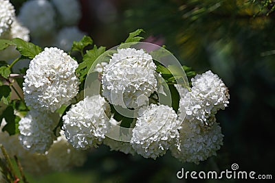 Viburnum opulus Sterilis Stock Photo