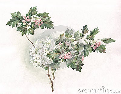 Viburnum and pink crataegus hand painted watercolor Stock Photo