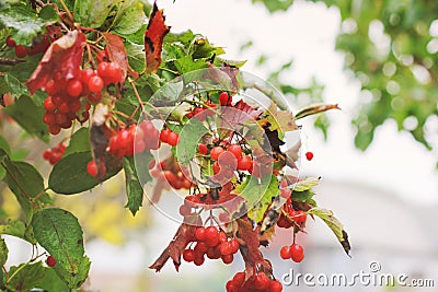 Viburnum. Red berries in autumn Stock Photo