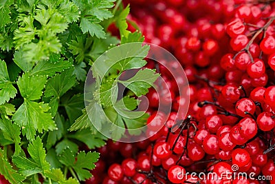 Viburnum red berries (guelder rose) and parsley leaves Stock Photo