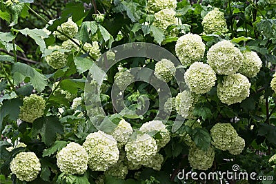 Viburnum shrub Stock Photo