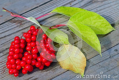 Viburnum shrub with red berries Stock Photo