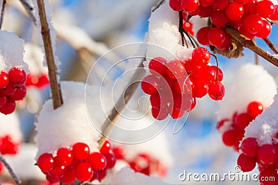 Viburnum shrub with red ripe berries covered with snow Stock Photo